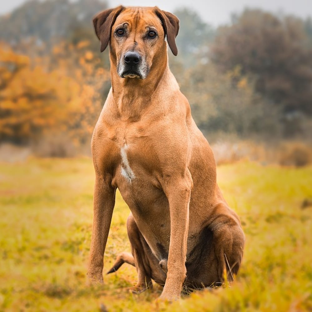 35+ Of The Most Peaceful Dog Breeds