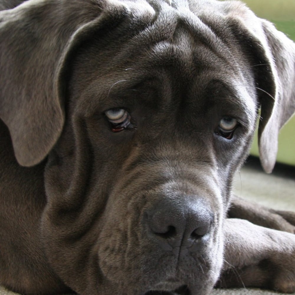 35+ Of The Most Peaceful Dog Breeds