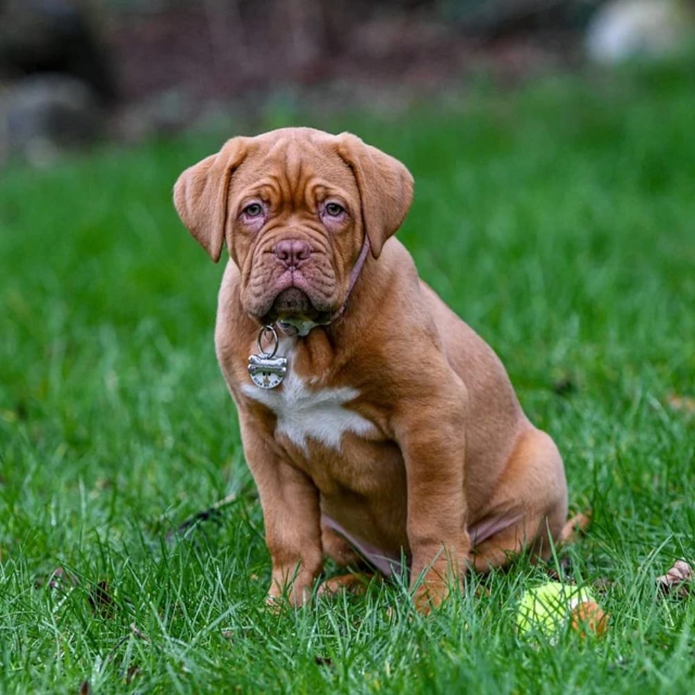 35+ Of The Most Peaceful Dog Breeds