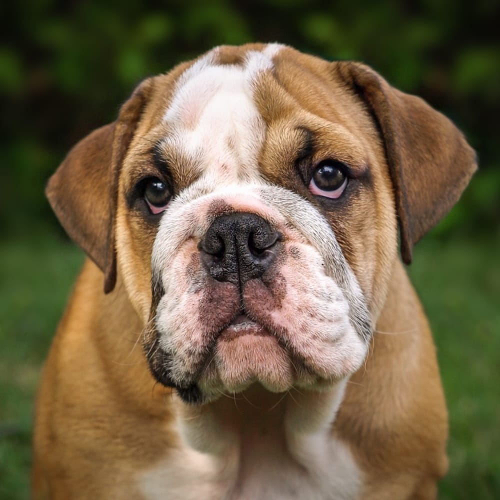 35+ Of The Most Peaceful Dog Breeds