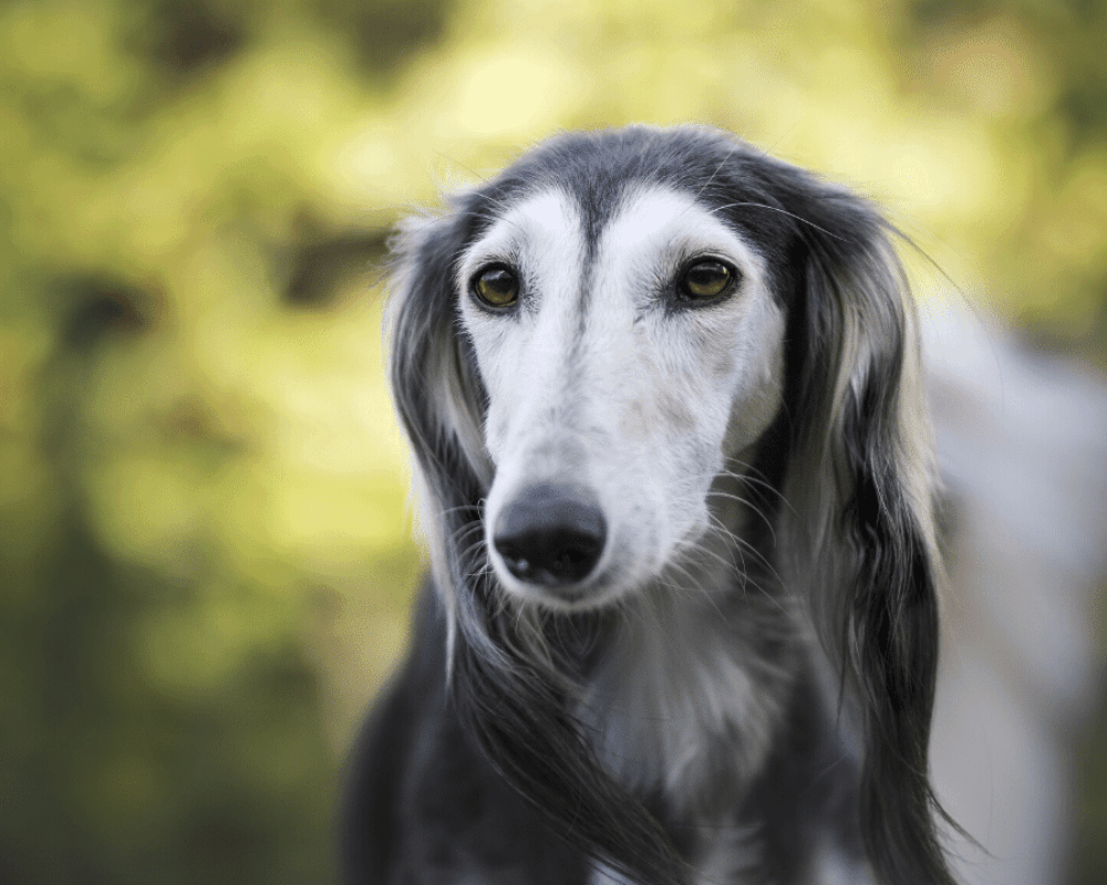 35+ Of The Most Peaceful Dog Breeds