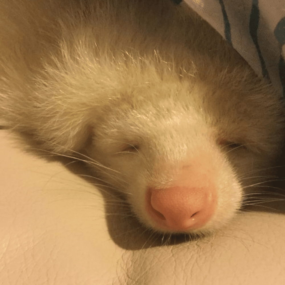 45 Rare Albino Animals You Won’t Believe Exist