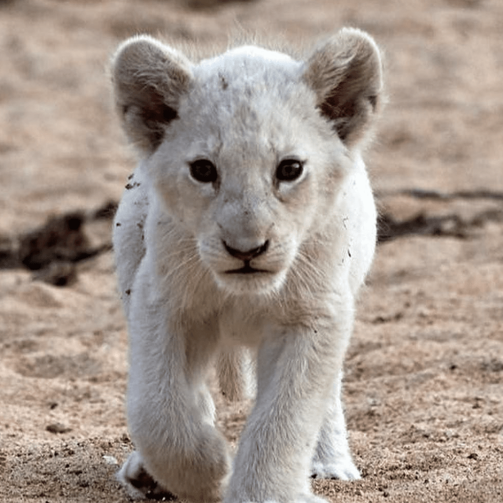 45 Rare Albino Animals You Won’t Believe Exist