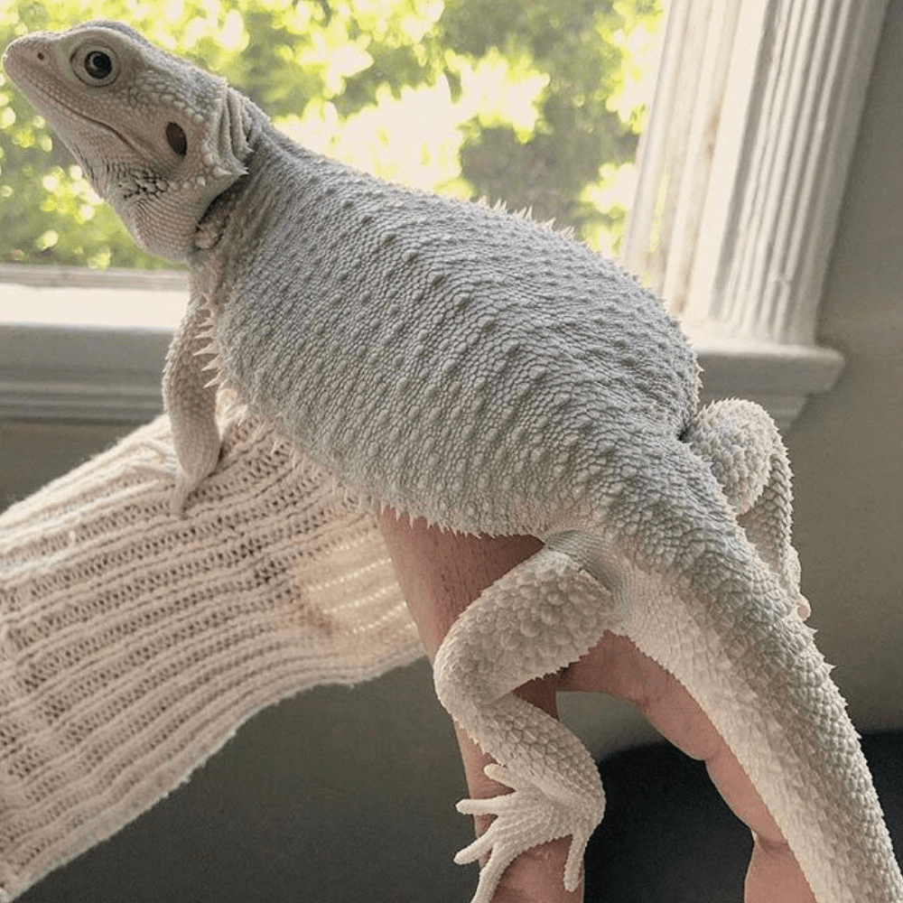 45 Rare Albino Animals You Won’t Believe Exist