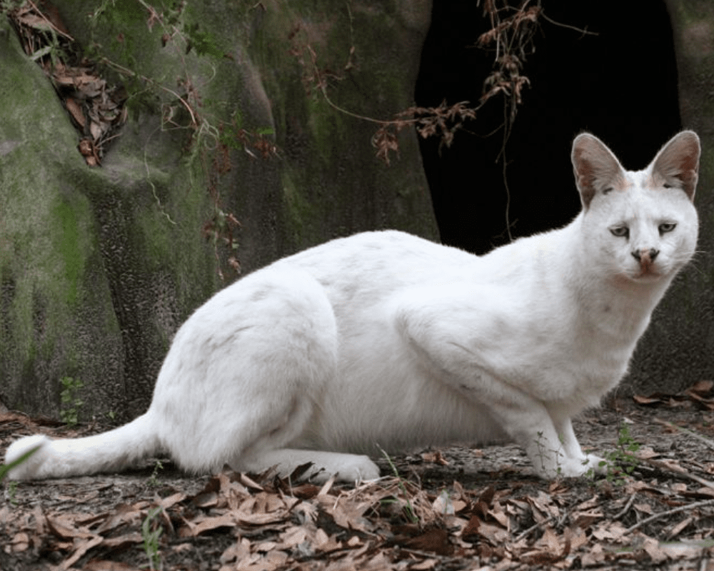 45 Rare Albino Animals You Won’t Believe Exist