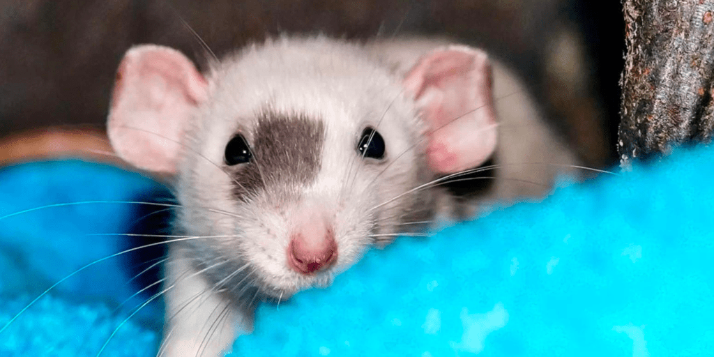 For the First Time, Rats Were Found Bobbing Their Heads to the Music