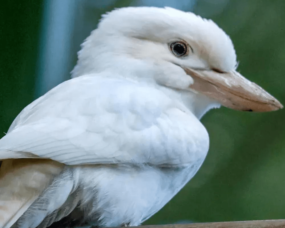 45 Rare Albino Animals You Won’t Believe Exist